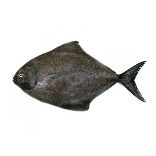 Pomfret from United Arab Emirates supplied by Al Barraq Al Nader General Trading Company LLC - Silver Pomfret (=White Pomfret=Pampus argenteus) Frozen Pomfret