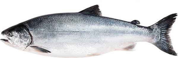 Salmon (Coho) from Chile supplied by Salmones Aysen SA - Coho Salmon (=Oncorhynchus kisutch) Salmon