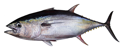 Yellow Fin Tuna from United States supplied by AGG - Alfa Gamma Group - Alfa International Seafood - Fresh (=Chilled=Raw) Frozen Yellowfin Tuna