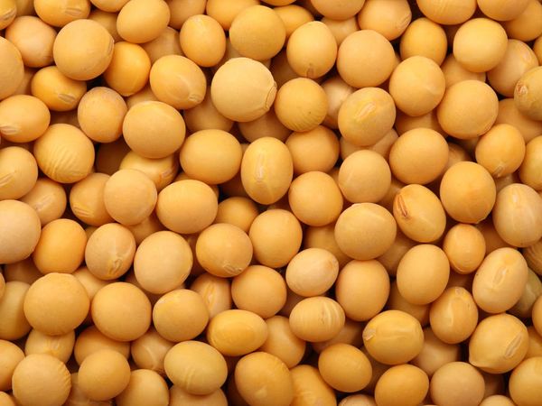 Soybean Hulls from 미국 supplied by Nathan Segal & Company, Inc. - Golden Yellow 대두박