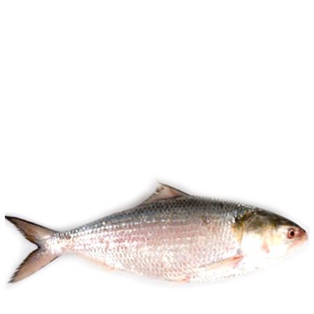 Hilsha Fish from 방글라데시 supplied by MASHUD FISH PROCESSING & ICE COMPLEX - Whole (=In The Round) 힐사피쉬
