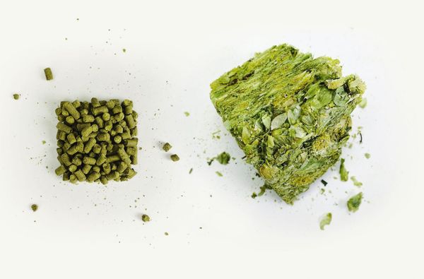 Cascade from 미국 supplied by INDIE HOPS, LLC - Whole Cone 홉