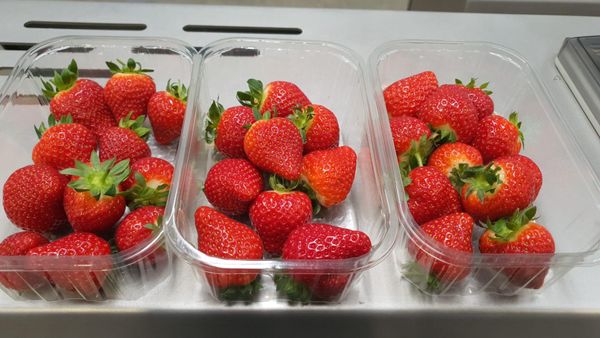 Strawberry from 영국 supplied by Angus Soft Fruits Ltd. - Red 신선 딸기