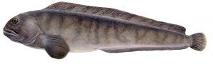 Catfish from 아이슬란드 supplied by Iraco - With Bone 냉동 메기 통마리