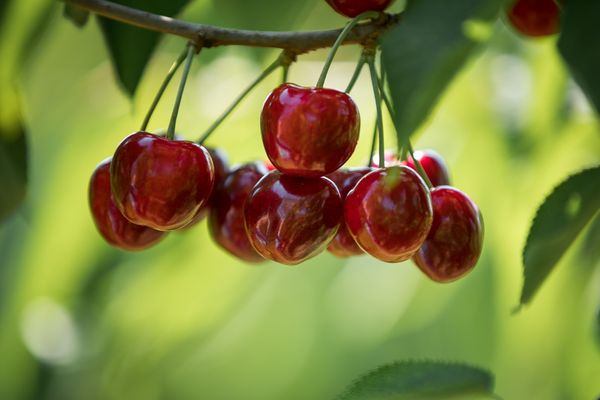 Fresh Cherries from Moldova supplied by Agroterra  (Dorvalandro SRL) - SJ (28-30 mm) Fresh Sweet Cherry