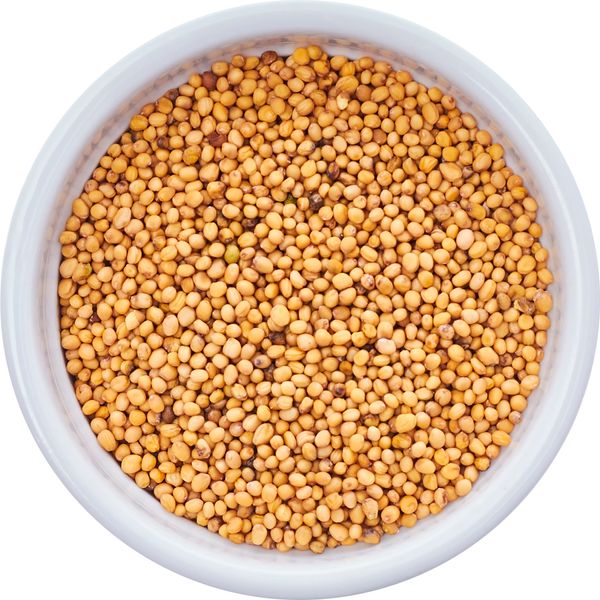 Mustard from Russia supplied by MM Agro - Excellent Quality Mustard Seed