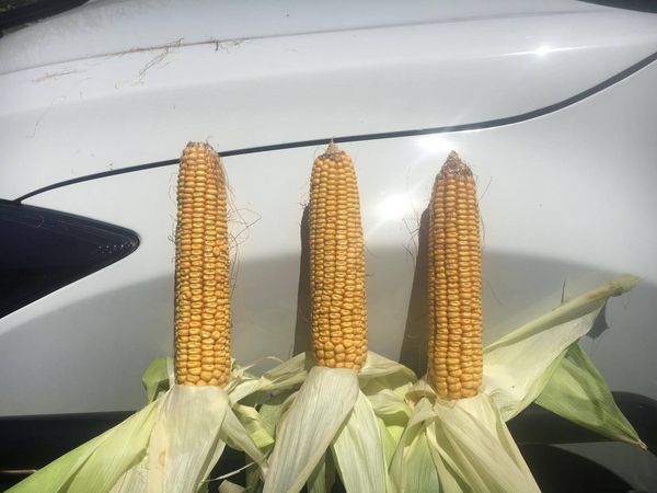 Corn for feed from Australia supplied by Aus West Seeds - For Feed Maize (Corn)