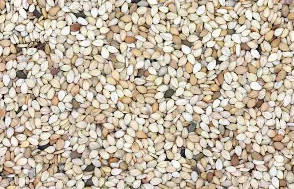 sesame seeds from 탄자니아 supplied by Matumika Company Limited - 생 참깨