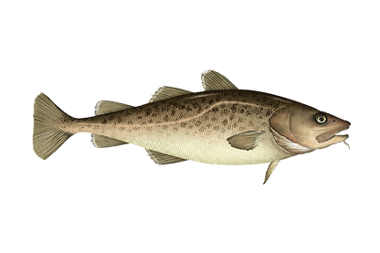 Cod from United States supplied by Golden-Tech International Inc - Whole (=In The Round) Frozen Cod