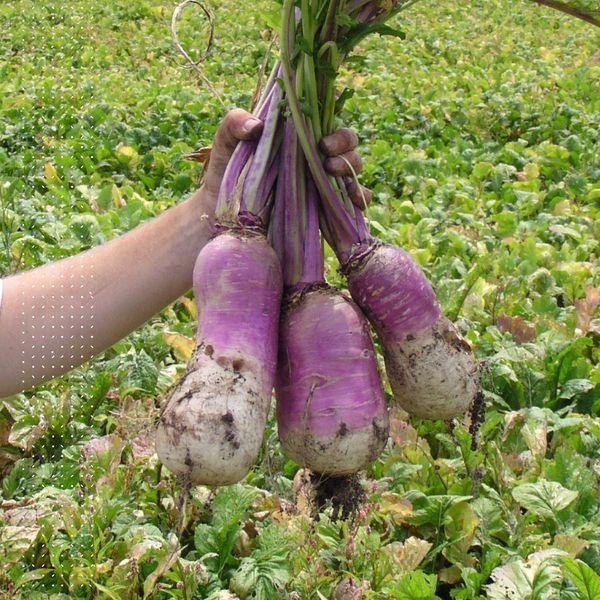 Turnip for feed from 호주 supplied by Aus West Seeds - Greens (=Stem and Leaf=Tops) 순무
