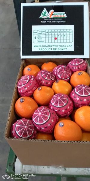 Orange from 벨기에 supplied by MEDLY BVBA - 비터오렌지