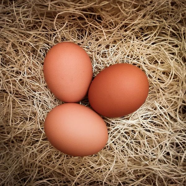 Fresh Chicken Egg from Germany supplied by Erzeugerzusammenschluss Fürstenhof GmbH - In Shell Chicken Egg