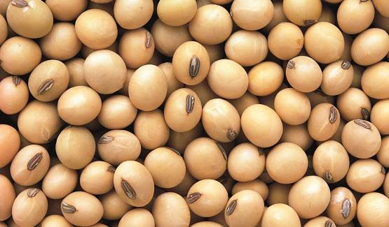 soybean from Ukraine supplied by Trade House "Eco Leader" LLC - Seed Soybean