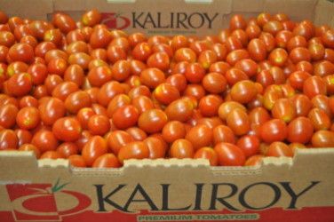 Tomatoes from 멕시코 supplied by Agricola la Primavera S.A. de CV. - Carton Box - Open Top 신선 토마토