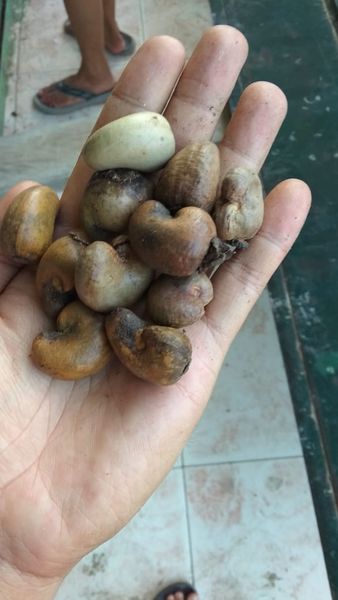 Cashew Nut from 인도네시아 supplied by CV. Buana Putra Mandiri - 450 (≤990 kernels/kg) 생 캐슈너트