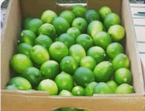 Fresh Lime from 도미니카공화국 supplied by Fenix Trading, CxA - Green 신선 라임