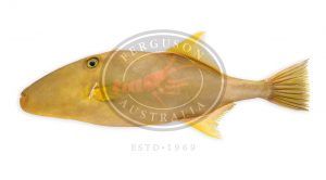 Frozen Ocean Jacket Raw Trunk from Australia supplied by Ferguson Australia Pty Ltd - Large Frozen Leatherjacket