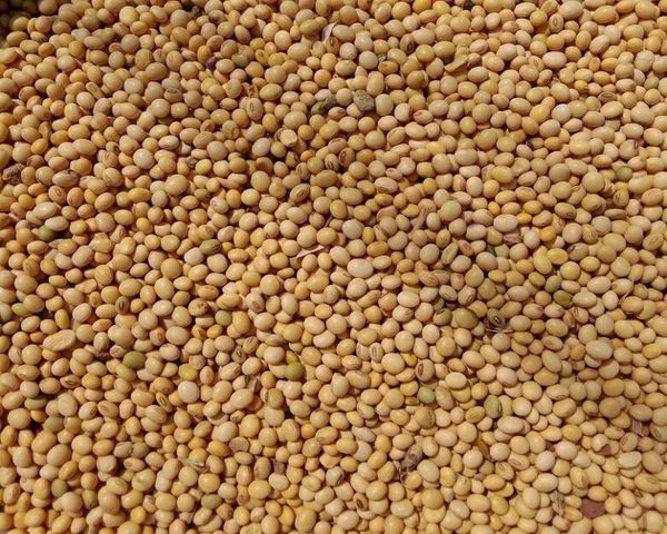 Soya Beans from 가나 supplied by Dyverse Trade LTD - Farmed 대두