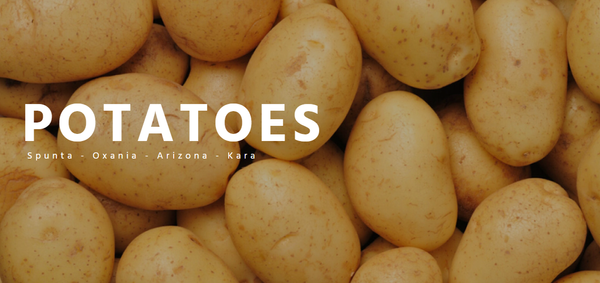 Potatoes from 이집트 supplied by El Shrouk for food industries - 갈색 신선 일반 감자