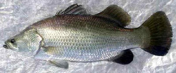 Barramundi from Thailand supplied by Asia Tropic Zone Co.,Ltd. - Live Other Frozen Whole Fish