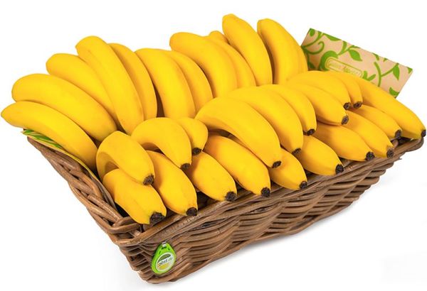 Fresh Organic Banana from Germany supplied by Fruit's Best - Yellow Fresh Banana