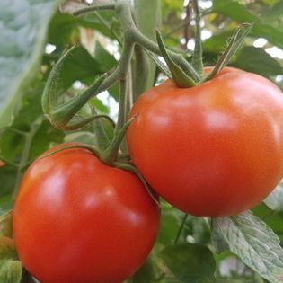 Tomato from 프랑스 supplied by LES FLEURETTES - Whole 신선 토마토