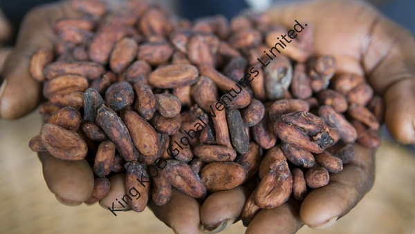 KOD High Quality Cocoa Beans from Nigeria supplied by Kodgav NG - Medium (101-110 beans) Cocoa Bean