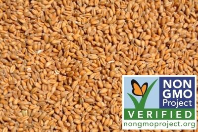 Wheat from United States supplied by Cooperative Elevator Company - Kernel Wheat