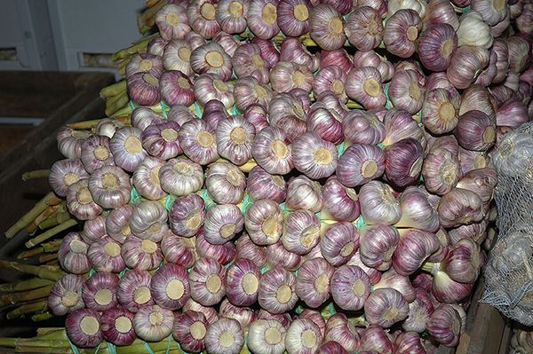 garlic from Poland supplied by MARKIE-POL sp. z o. o. sp. komandytowa. - Raw Fresh Garlic