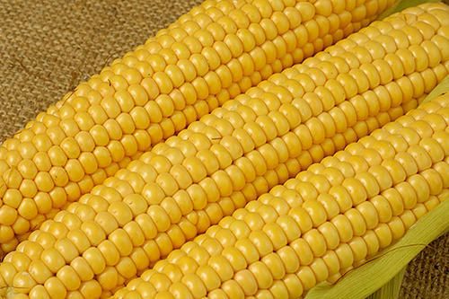 Maize Corn from Australia supplied by MC Croker Pty Limited - Sweet Corn (=Saccharata) Maize (Corn)