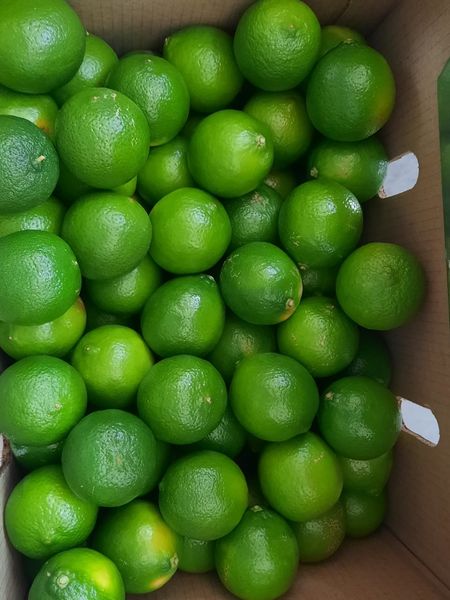 Fresh Lemon from Peru supplied by Agroexportadora Sol De Olmos S.A.C. - Fresh Fresh Lemon