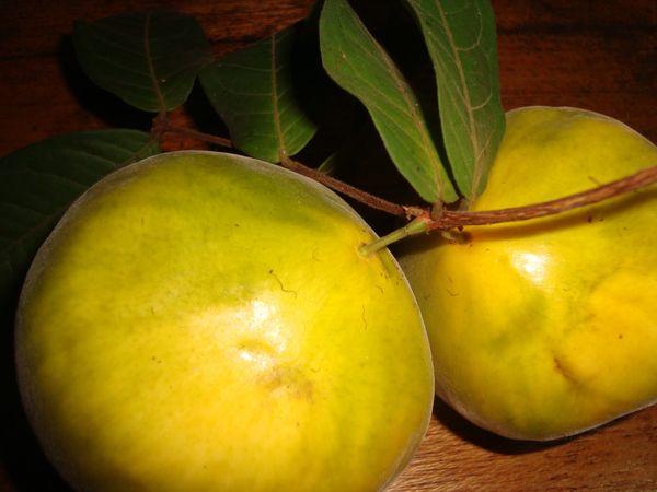 Fresh Guava from 콜롬비아 supplied by Frutas Arkanzas - Whole 신선 구아바