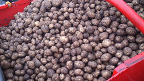 Baby Potatoes from 아르헨티나 supplied by Grupo ADR Agricola S.A. - 갈색 신선 일반 감자