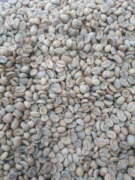 Coffee Bean from 베트남 supplied by LAM LE COFFEE PRODUCTION PROCESSING COMPANY LIMITED - S18 (=Screen 18) 생원두