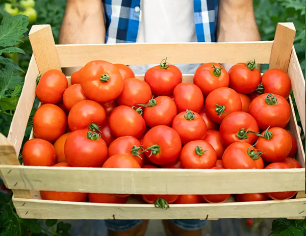 Tomatoes from 미국 supplied by Ray & Mascari, Inc. - Red 신선 토마토