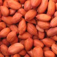 Peanut Kernels from 인도 supplied by Kanna Agri Impex - With skin 땅콩 알맹이