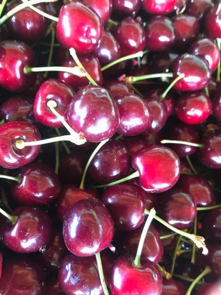 Cherry from Switzerland supplied by Ferme La Pensée Sauvage - Red Fresh Sweet Cherry