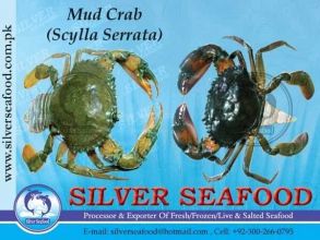 Crab from 파키스탄 supplied by Silver Seafood - Swimming crab - Serrated Swimming Crab (=Scylla serrata=Mud Crab=Mangrove Crab=Black Crab=Giant Mud Crab) 냉동 게