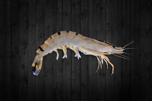 Black Tiger Shrimp from India supplied by Blue Fin Frozen Foods Pvt. Ltd. - Shell On (=Unpeeled) Frozen Common Shrimp & Prawn