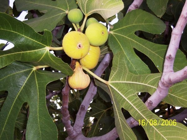 Dried Fig from Turkiye supplied by Akasya Tarim Gida - Coins Dried Fig