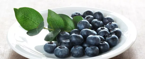 Blueberries from 아르헨티나 supplied by Blueberries S.A. - Highbush - Primadonna 신선 블루베리
