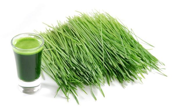 Wheatgrass Juice from United States supplied by Fruit Shack Smoothies - Wheatgrass Wheat