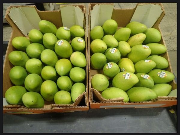 Fresh Whole Mango from 멕시코 supplied by Urapa Produce LLC - Carton Box (=Cardboard Box) 신선 망고