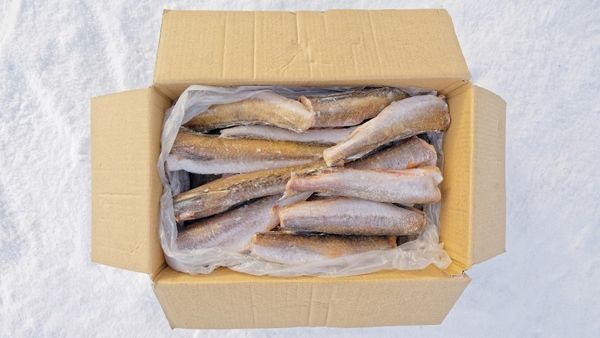 Hake from 스페인 supplied by Lotana LV LTD - HGT (=Headed, Gutted, and Tail-off) 냉동 헤이크