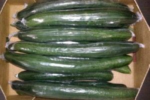 Fresh Cucumber from Spain supplied by ZOI - Dark Green Fresh Cucumber