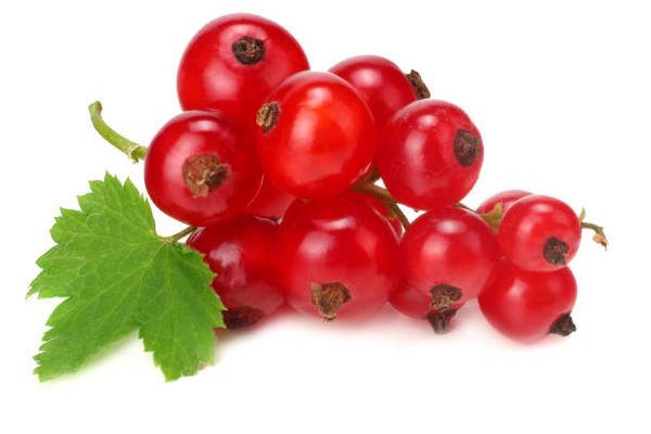 Red Currant from Portugal supplied by PGG, Perspectivas de Gestão, Lda - Red Currant
