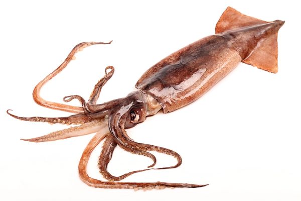 Squid from Japan supplied by Tsuda Sengyo - Whole Frozen Squid