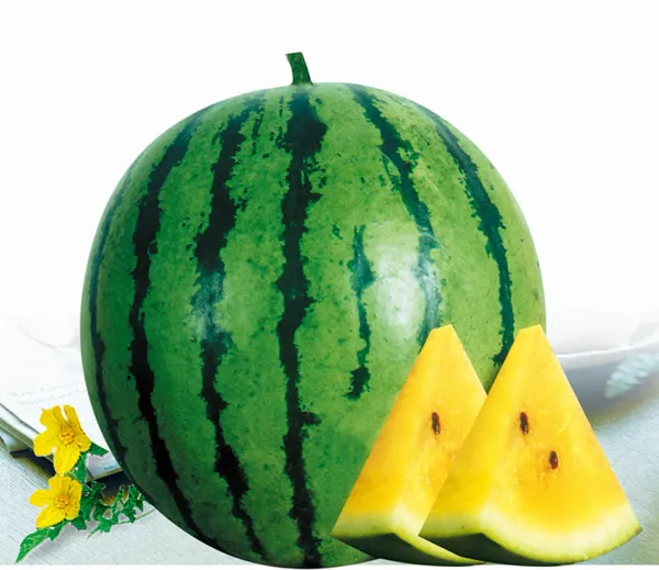 Early matured yellow flesh hybrid watermelon seeds for planting from 중국 supplied by Hebei Shuangxing Seeds Co., Ltd. - Whole 수박 씨