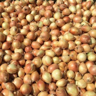 Fresh Onion from 독일 supplied by Reuter & Heka GmbH - Golden 신선 양파