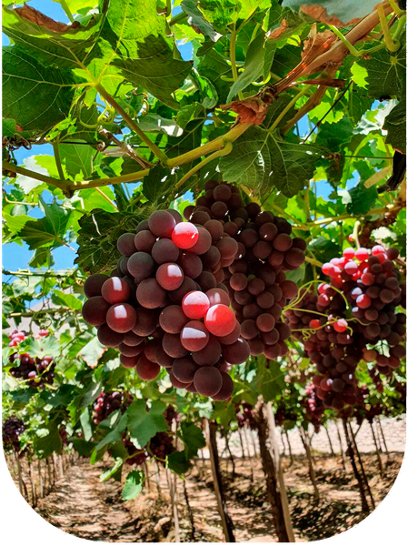 Grapes from Chile supplied by Agricola HC - Table Grape Fresh Grape